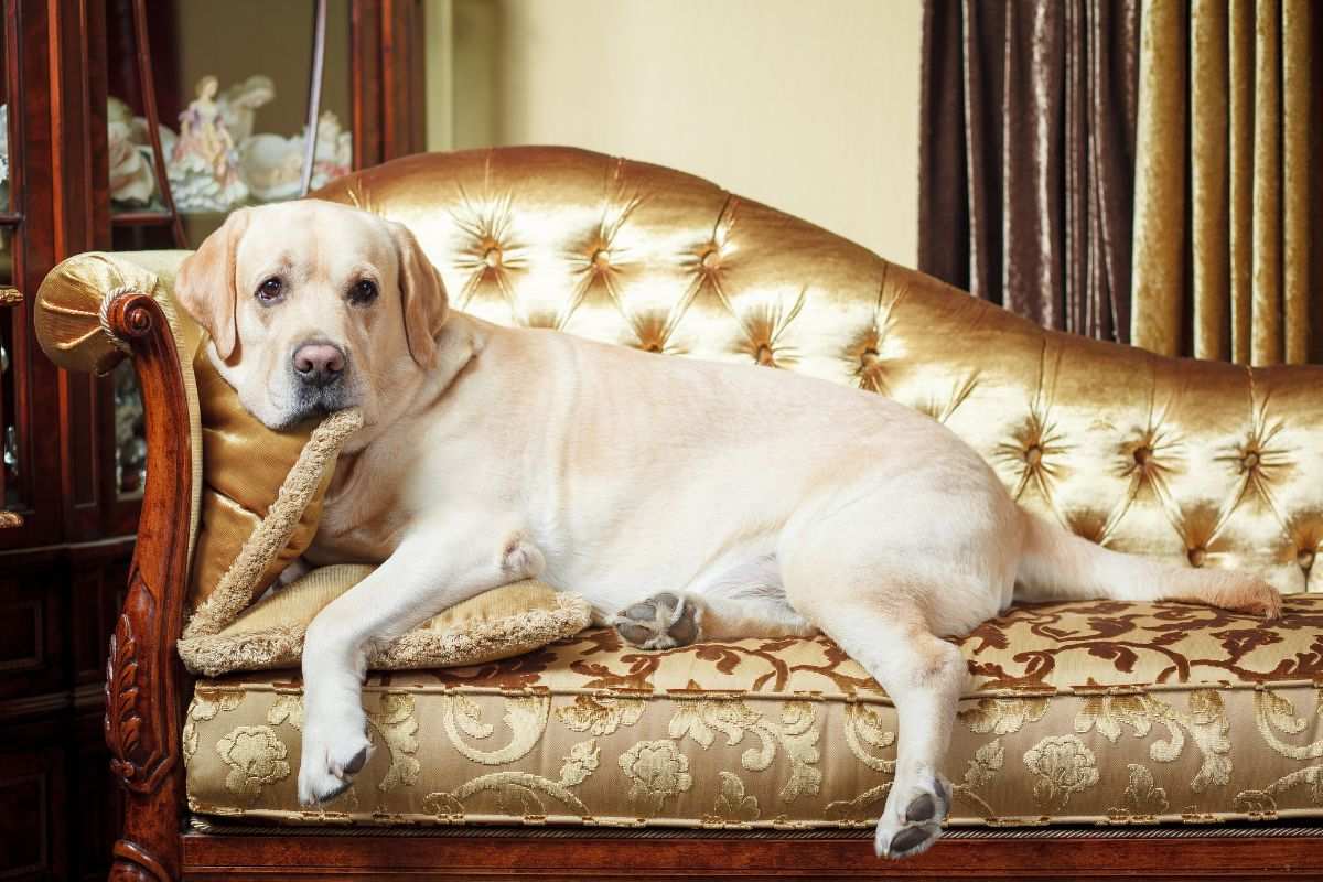 Vivre dans une belle demeure avec un chien : quand patrimoine et confort canin font bon ménage